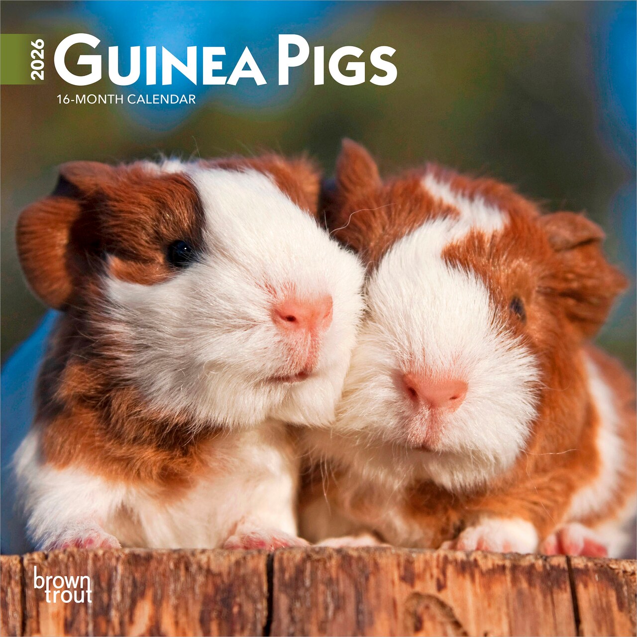 Guinea Pigs | 2026 7 x 14 Inch (Hanging) Monthly Mini Wall Calendar